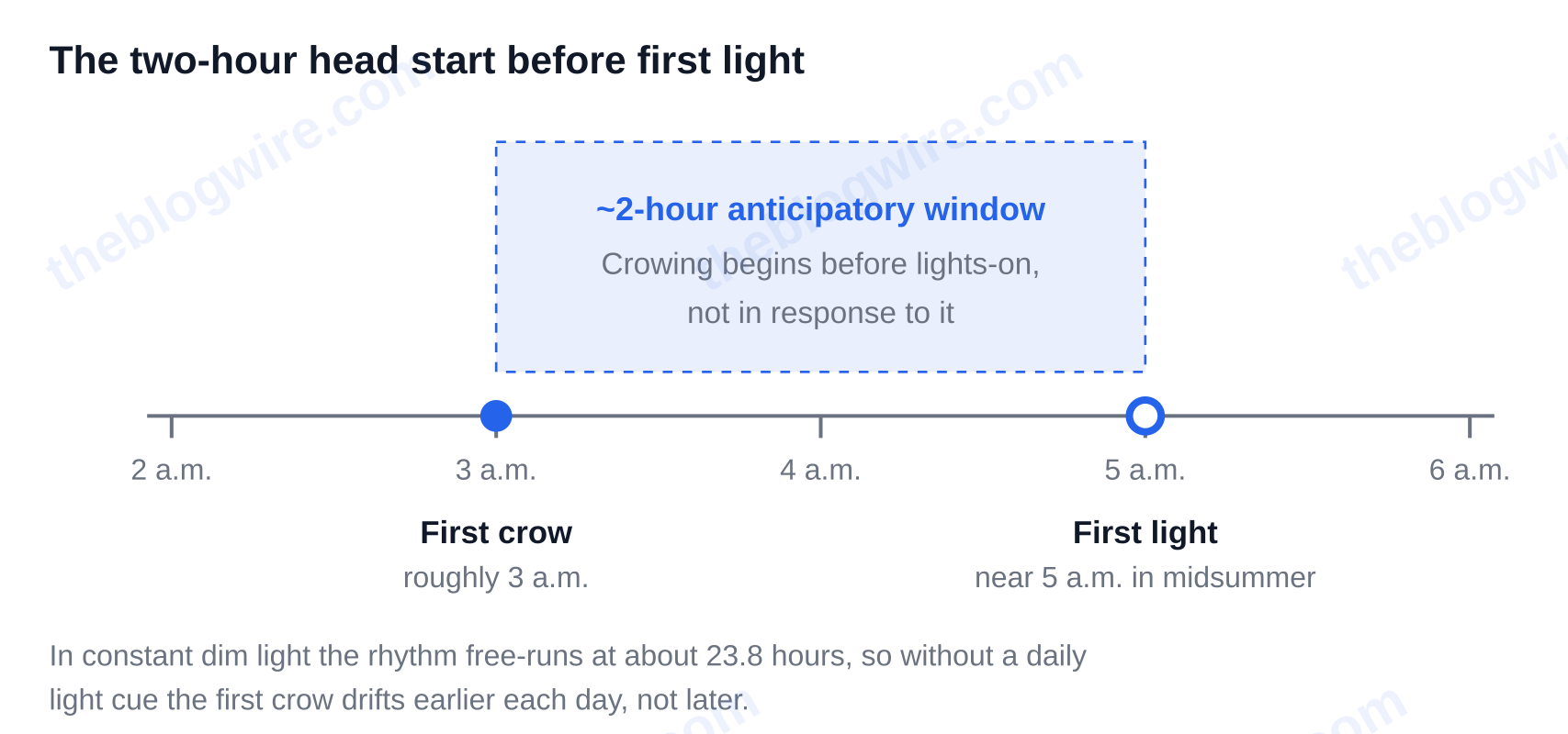 Timeline showing a rooster's first crow at about 3 a.m., roughly two hours before a 5 a.m. first light — why do roosters crow