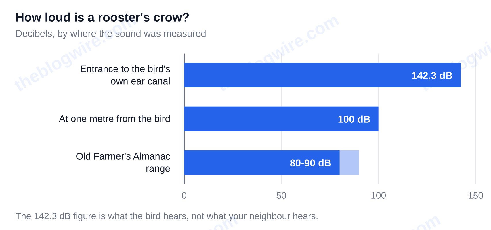 Bar chart of rooster crow volume: 142.3 decibels at the entrance to the bird's own ear canal, 100 decibels at one metre, and 80 to 90 decibels per the Old Farmer's Almanac — why do roosters crow