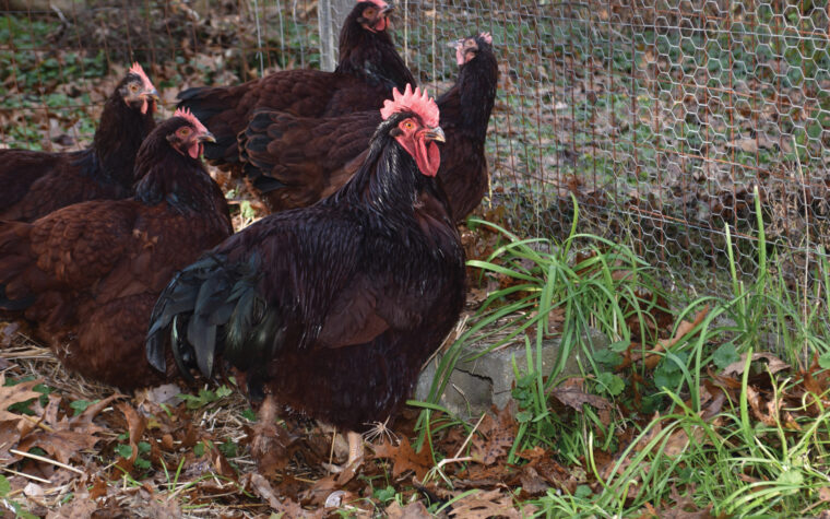 Why Do Roosters Crow? The Science Behind the Sound (Including the 3 a.m. Ones)
