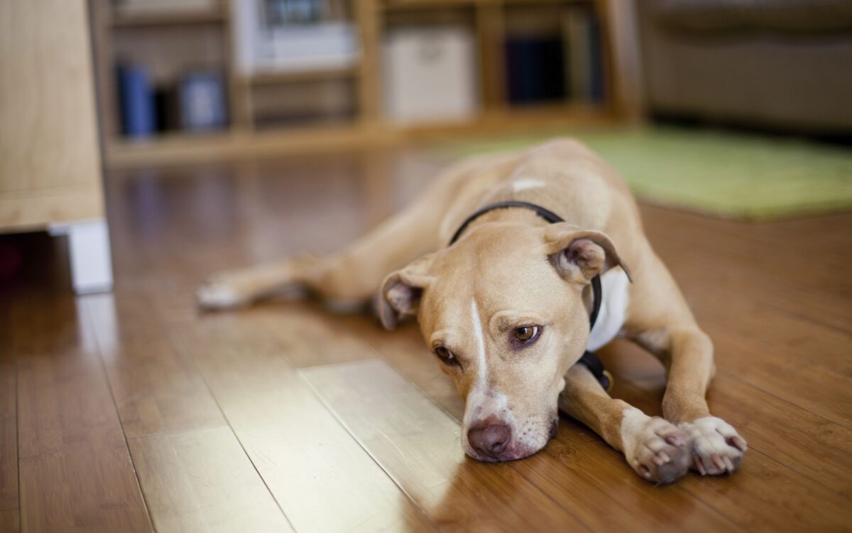 Lethargic dog curled up on a living room rug while its owner watches closely — why is my dog throwing up