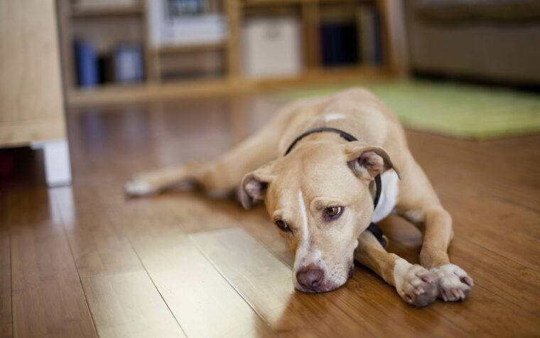 Why Is My Dog Throwing Up? A Vet-Informed Triage Guide for Right Now